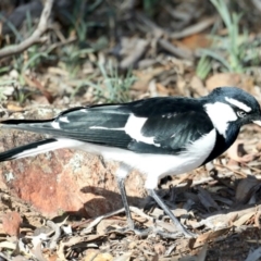 Grallina cyanoleuca (Magpie-lark) at Hackett, ACT - 15 May 2020 by jb2602