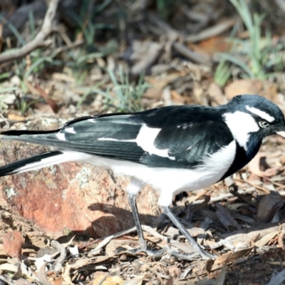 Grallina cyanoleuca (Magpie-lark) at Mount Ainslie - 15 May 2020 by jb2602