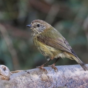 Acanthiza lineata at Black Range, NSW - 19 Nov 2017