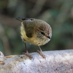 Acanthiza lineata at Black Range, NSW - 19 Nov 2017