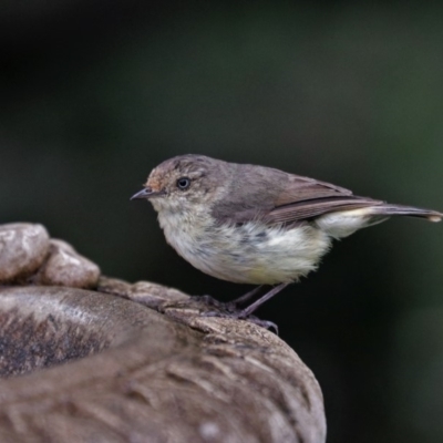 Acanthiza reguloides (Buff-rumped Thornbill) at Black Range, NSW - 29 Dec 2017 by AndrewMcCutcheon