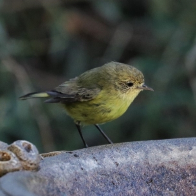 Acanthiza nana (Yellow Thornbill) at Black Range, NSW - 19 Nov 2017 by AndrewMcCutcheon