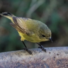 Acanthiza nana at Black Range, NSW - 19 Nov 2017 05:42 PM