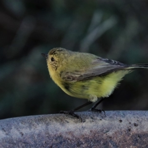 Acanthiza nana at Black Range, NSW - 19 Nov 2017 05:42 PM