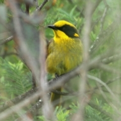 Lichenostomus melanops (Yellow-tufted Honeyeater) at Namadgi National Park - 30 Oct 2016 by Harrisi