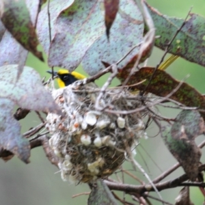 Lichenostomus melanops at Mount Clear, ACT - 30 Oct 2016 12:26 PM