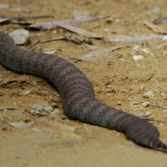 Acanthophis antarcticus at Mogendoura, NSW - 31 Aug 2006 12:34 PM