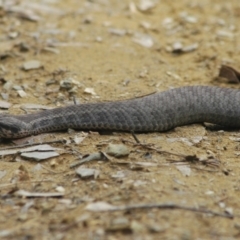 Acanthophis antarcticus at Mogendoura, NSW - 31 Aug 2006 12:34 PM