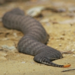 Acanthophis antarcticus at Mogendoura, NSW - 31 Aug 2006 12:34 PM