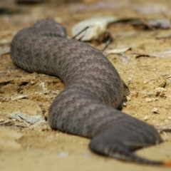 Acanthophis antarcticus at Mogendoura, NSW - 31 Aug 2006 12:34 PM