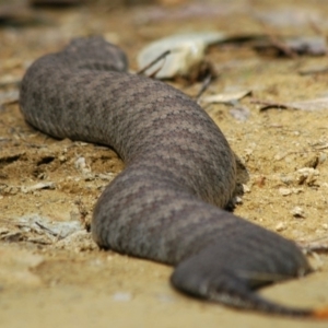 Acanthophis antarcticus at Mogendoura, NSW - 31 Aug 2006 12:34 PM