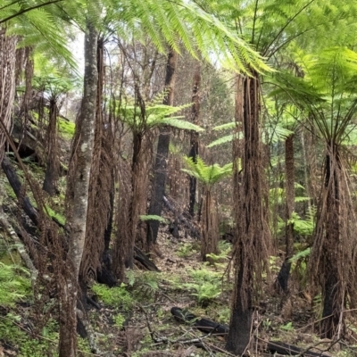 Cyathea australis subsp. australis (Rough Tree Fern) at Penrose - 9 Apr 2020 by Aussiegall