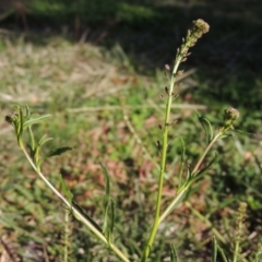 Lepidium africanum (Common Peppercress) at Conder, ACT - 14 May 2020 by MichaelBedingfield