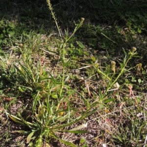 Lepidium africanum at Conder, ACT - 14 May 2020