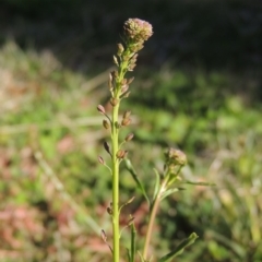 Lepidium africanum at Conder, ACT - 14 May 2020