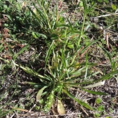 Lepidium africanum at Conder, ACT - 14 May 2020 11:58 AM