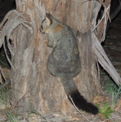 Trichosurus vulpecula (Common Brushtail Possum) at Gigerline Nature Reserve - 17 May 2020 by michaelb
