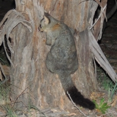 Trichosurus vulpecula (Common Brushtail Possum) at Tennent, ACT - 17 May 2020 by MichaelBedingfield