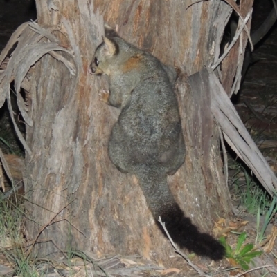 Trichosurus vulpecula (Common Brushtail Possum) at Gigerline Nature Reserve - 17 May 2020 by michaelb