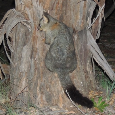 Trichosurus vulpecula (Common Brushtail Possum) at Tennent, ACT - 17 May 2020 by MichaelBedingfield