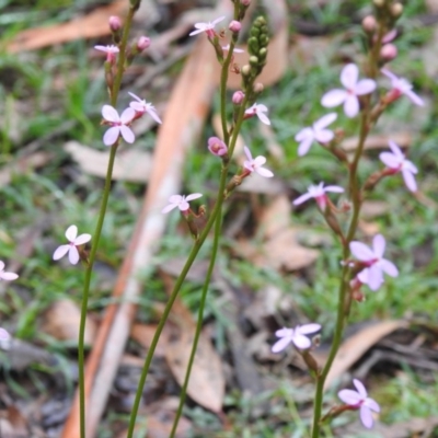 Stylidium graminifolium (Grass Triggerplant) at Bundanoon, NSW - 18 May 2020 by GlossyGal