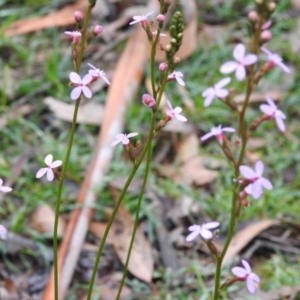 Stylidium graminifolium at Bundanoon, NSW - 18 May 2020