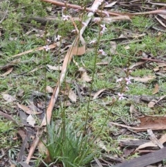 Stylidium graminifolium at Bundanoon, NSW - 18 May 2020 11:03 AM