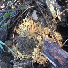 Unidentified Fungus, Moss, Liverwort, etc at Mittagong, NSW - 18 May 2020 by Lucet