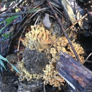 Ramaria sp. (genus) at Mittagong, NSW - 18 May 2020 01:45 PM