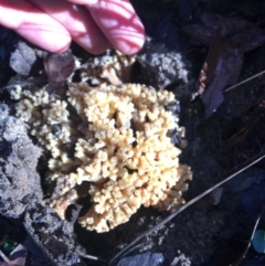 Ramaria sp. (genus) at Mittagong, NSW - 18 May 2020 01:45 PM