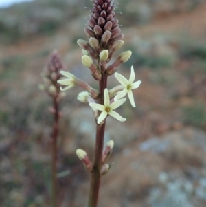 Stackhousia monogyna at Cook, ACT - 17 May 2020 03:30 PM