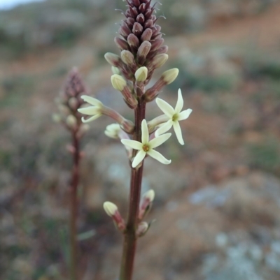 Stackhousia monogyna (Creamy Candles) at Mount Painter - 17 May 2020 by CathB
