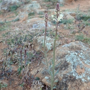 Stackhousia monogyna at Cook, ACT - 17 May 2020 03:30 PM