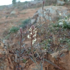 Stackhousia monogyna at Cook, ACT - 17 May 2020 03:30 PM