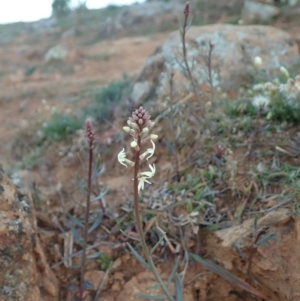 Stackhousia monogyna at Cook, ACT - 17 May 2020 03:30 PM