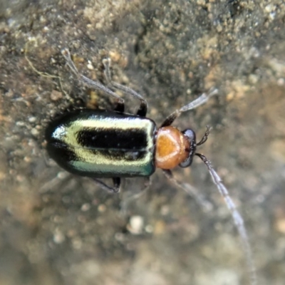 Adoxia benallae (Leaf beetle) at Dunlop, ACT - 16 May 2020 by CathB