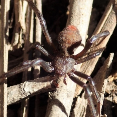 Unidentified Other web-building spider at Cook, ACT - 15 May 2020 by CathB
