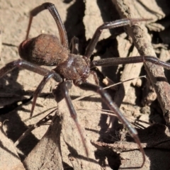 Theridiidae (family) at Cook, ACT - 15 May 2020 01:00 PM