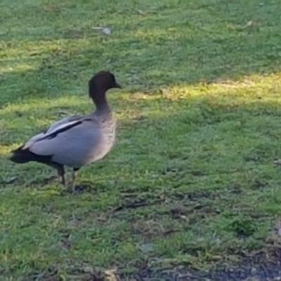 Chenonetta jubata (Australian Wood Duck) at Manyana, NSW - 19 May 2020 by JulieL