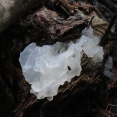 Tremella fuciformis (Snow Fungus) at Paddys River, ACT - 19 May 2020 by SandraH