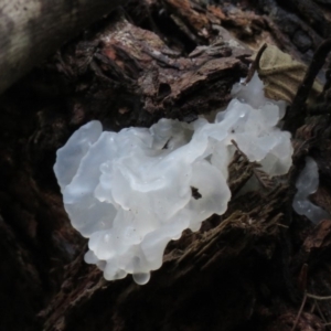 Tremella fuciformis at Paddys River, ACT - 19 May 2020