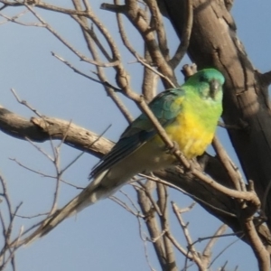 Psephotus haematonotus at Denman Prospect, ACT - 19 May 2020