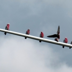 Eolophus roseicapilla (Galah) at Wright, ACT - 19 May 2020 by Hutch68