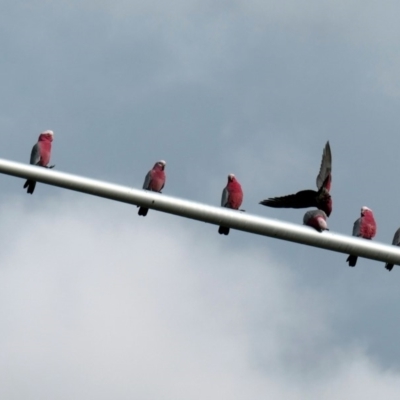 Eolophus roseicapilla (Galah) at Wright, ACT - 18 May 2020 by Hutch68