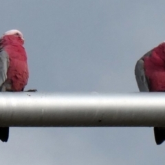 Eolophus roseicapilla at Wright, ACT - 19 May 2020