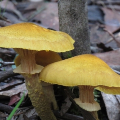Armillaria luteobubalina (Australian Honey Fungus) at Tidbinbilla Nature Reserve - 19 May 2020 by SandraH