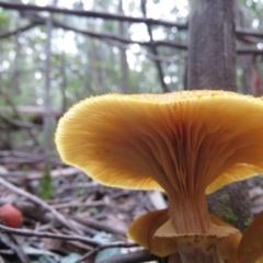 Armillaria luteobubalina at Paddys River, ACT - 19 May 2020