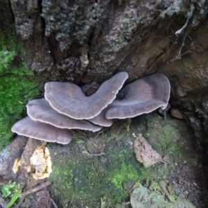 Grifola colensoi at Paddys River, ACT - 19 May 2020