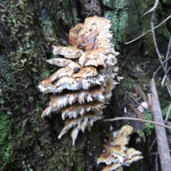 Unverified Fungus at Tidbinbilla Nature Reserve - 19 May 2020 by SandraH