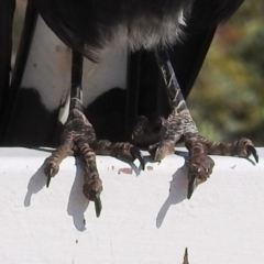 Gymnorhina tibicen (Australian Magpie) at Red Hill Nature Reserve - 15 May 2020 by HelenCross